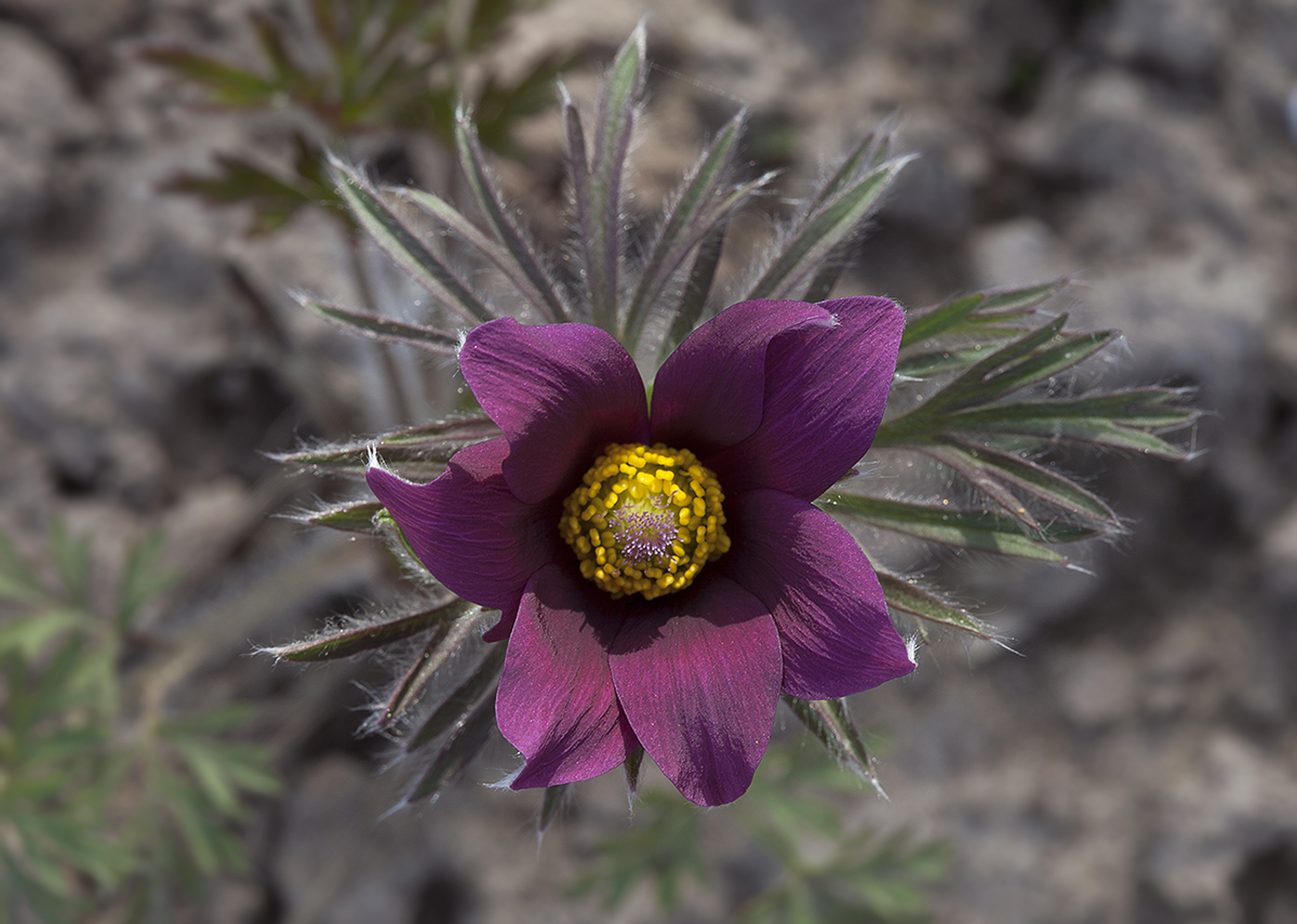 Изображение особи Pulsatilla vulgaris.