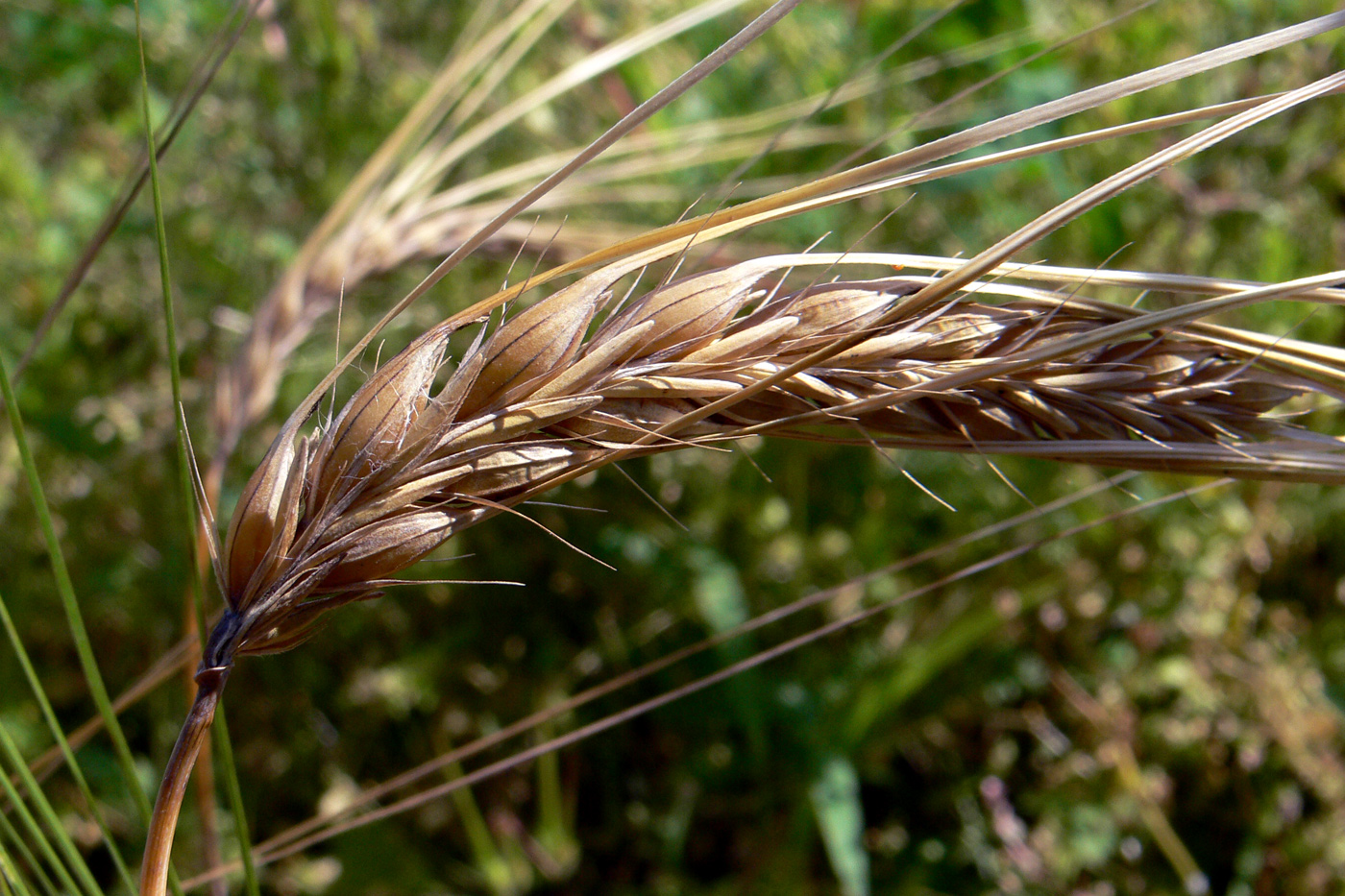 Image of Hordeum distichon specimen.