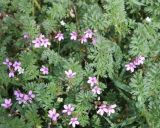 Erodium cicutarium