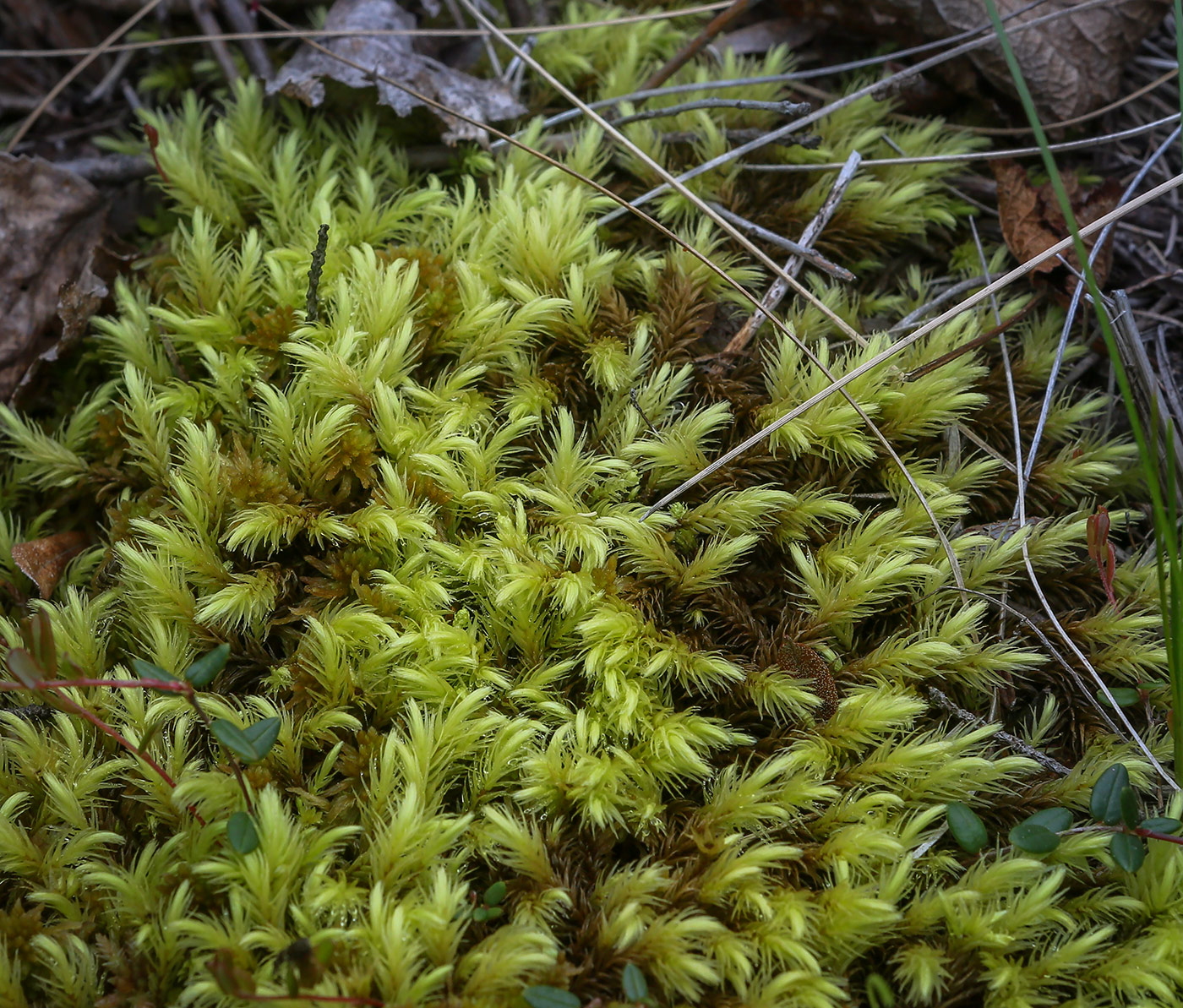 Image of Aulacomnium palustre specimen.