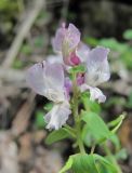 Corydalis cava