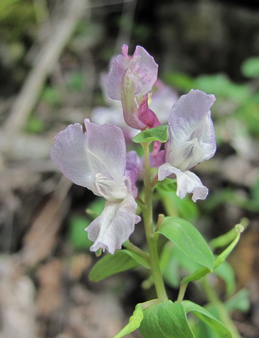 Image of Corydalis cava specimen.