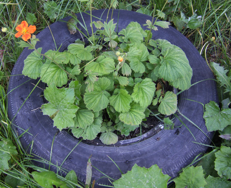 Image of Geum quellyon specimen.