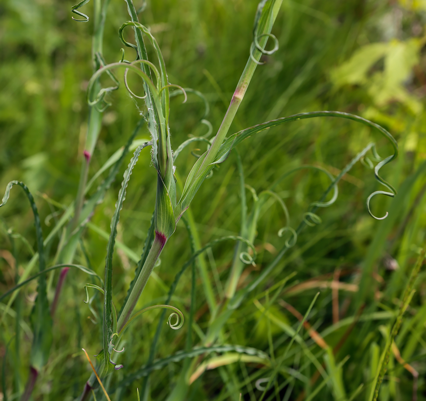 Изображение особи Tragopogon pratensis.