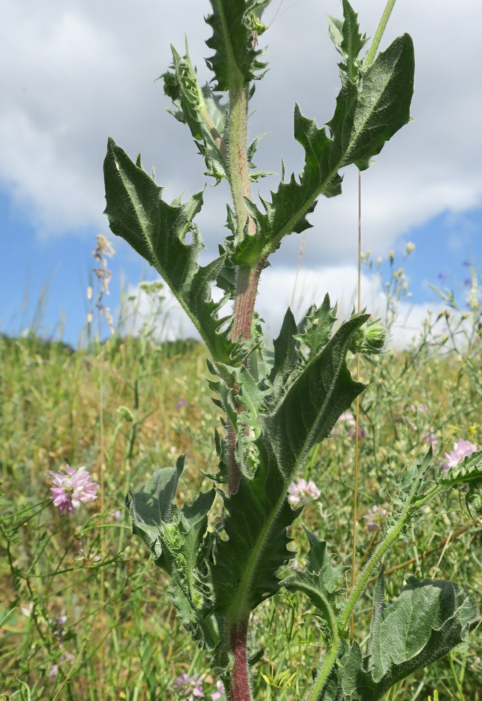 Image of Crepis rhoeadifolia specimen.