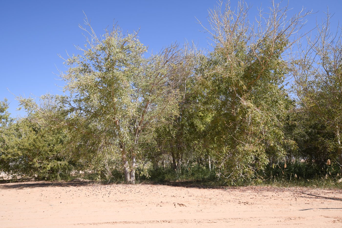 Изображение особи Sclerocarya birrea.