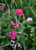 Lathyrus tuberosus. Верхушки побегов с соцветиями. Сербия, горный массив Златибор, окр. дер. Кремна, луг. 12.07.2019.