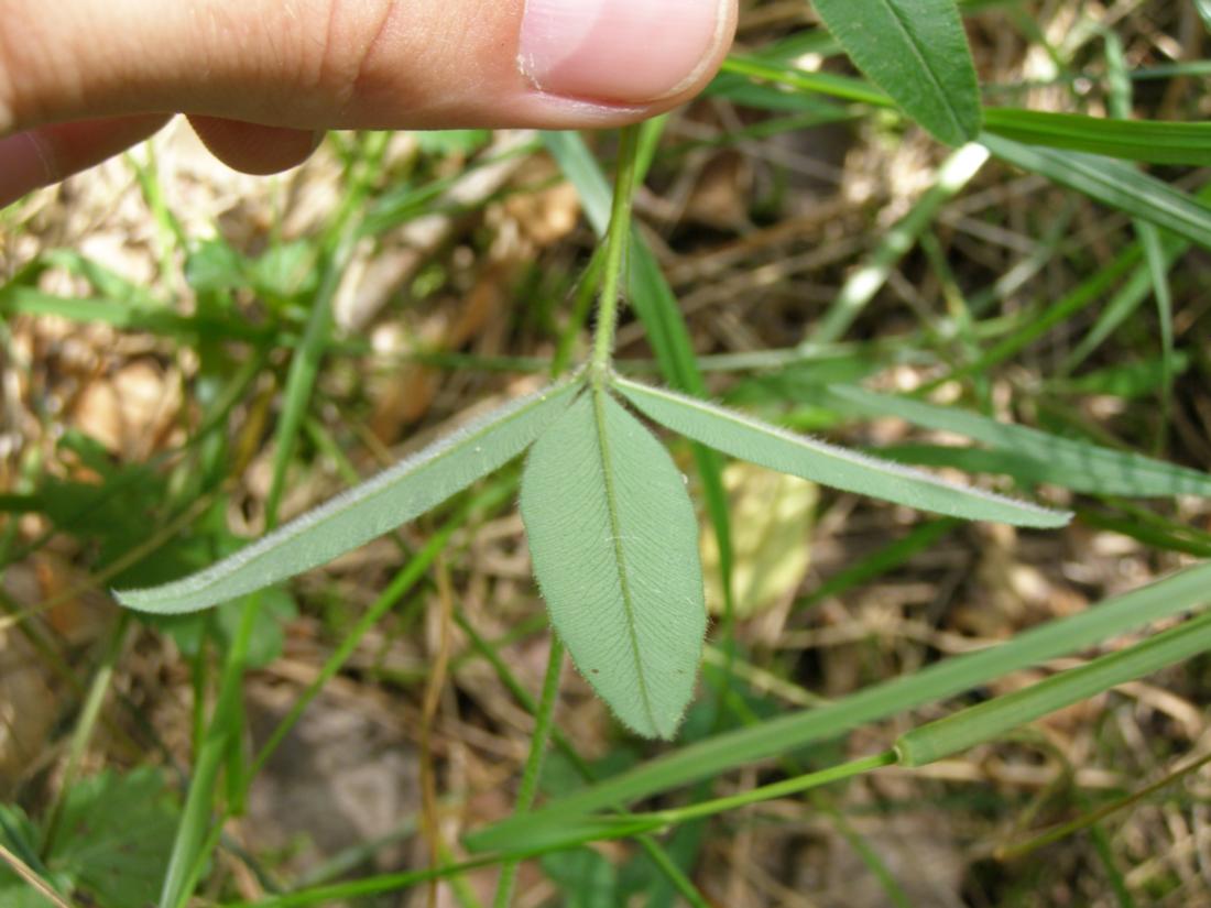 Image of Trifolium alpestre specimen.
