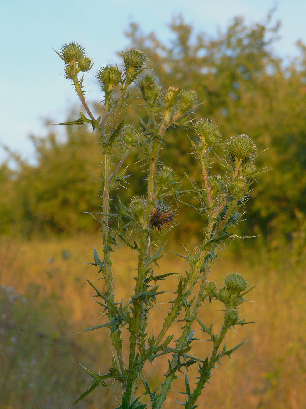 Image of Cirsium vulgare specimen.