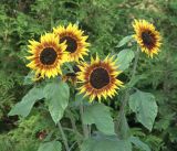 Helianthus annuus. Верхушка цветущего растения (сорт 'Бронзовый король'). Московская обл., Раменский р-н, окр. дер. Хрипань, садовый участок. 12.09.2019.