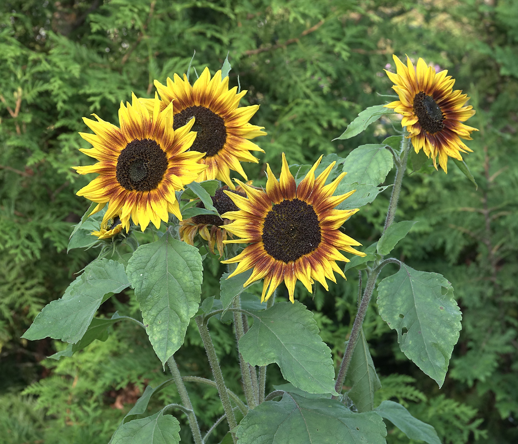 Image of Helianthus annuus specimen.