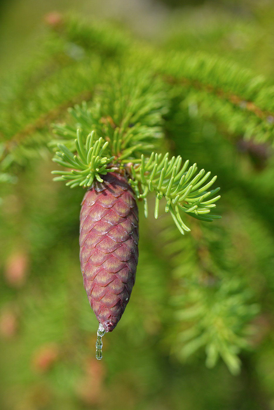 Image of Picea &times; fennica specimen.