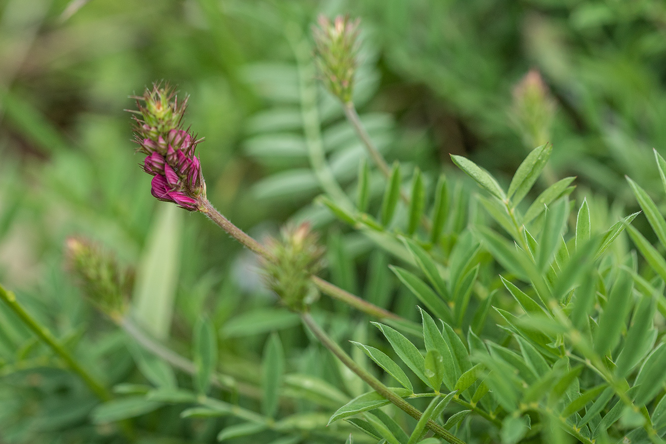 Изображение особи Onobrychis biebersteinii.