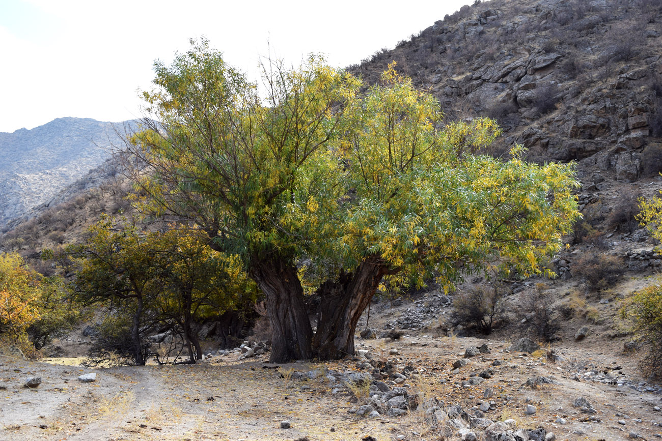 Изображение особи Salix excelsa.