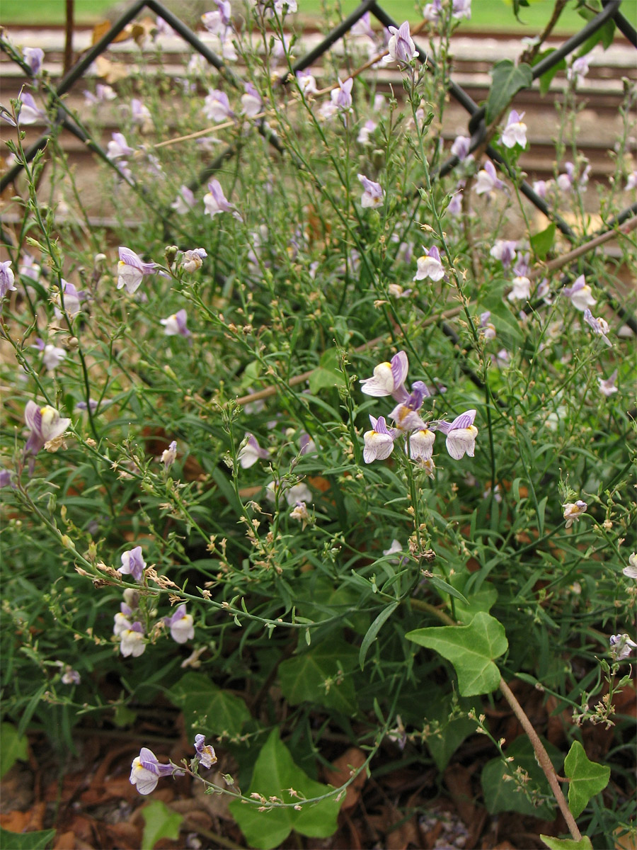 Image of Linaria repens specimen.