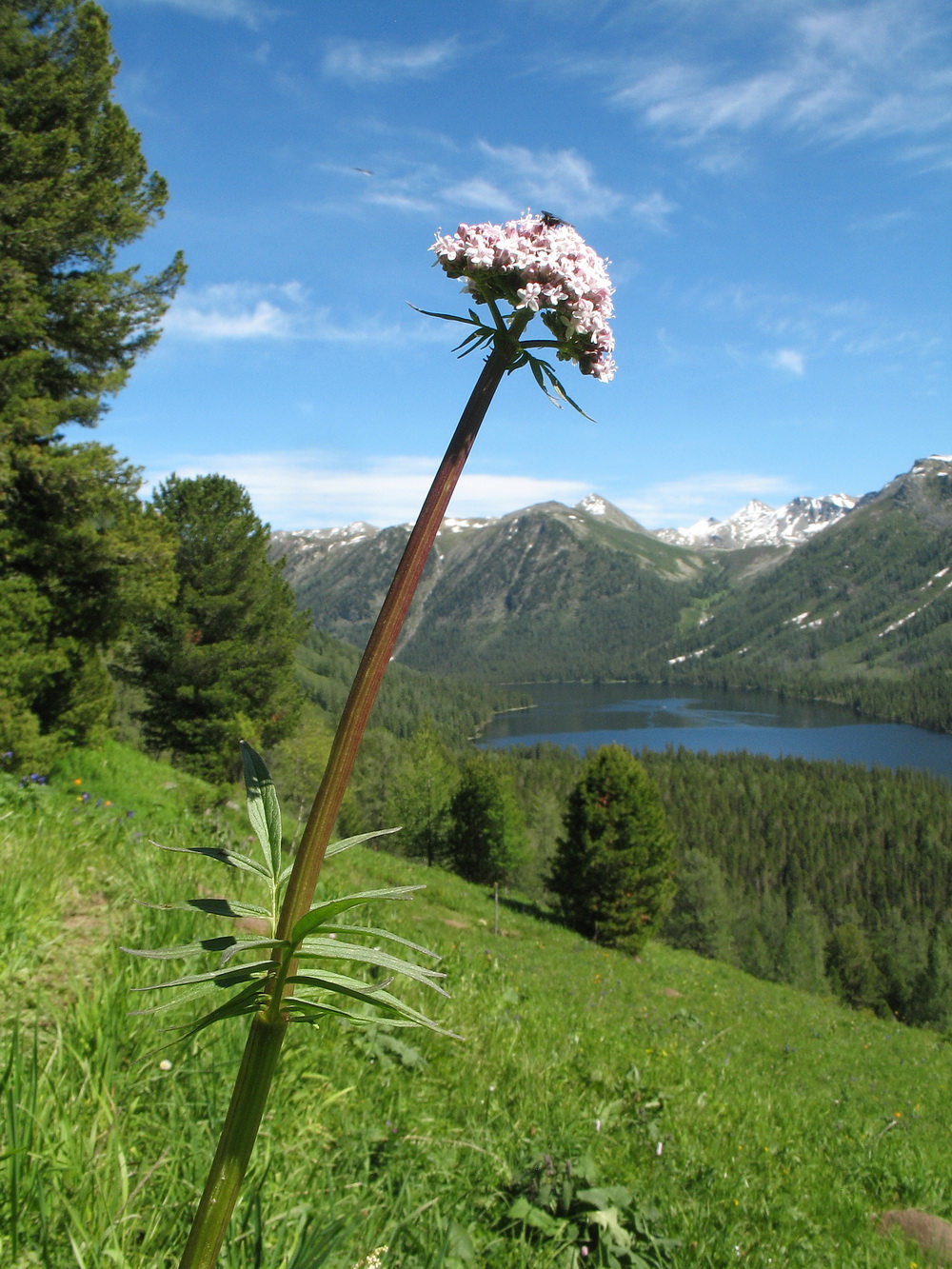 Изображение особи Valeriana dubia.