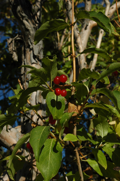 Изображение особи Lonicera karelinii.