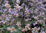 Limonium coriarium