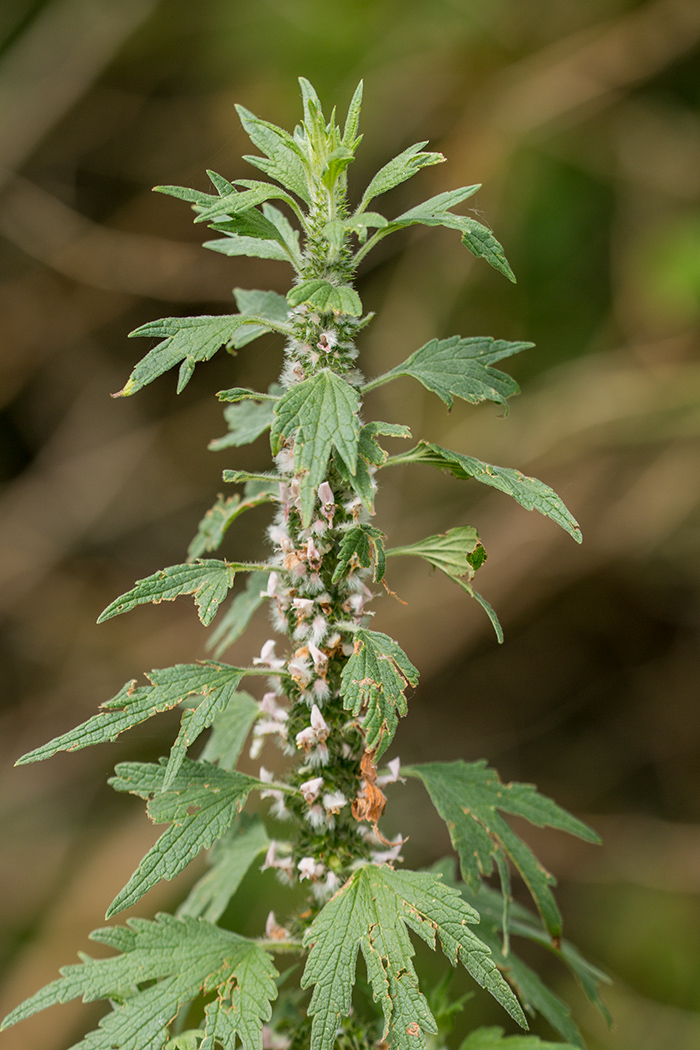 Изображение особи Leonurus quinquelobatus.