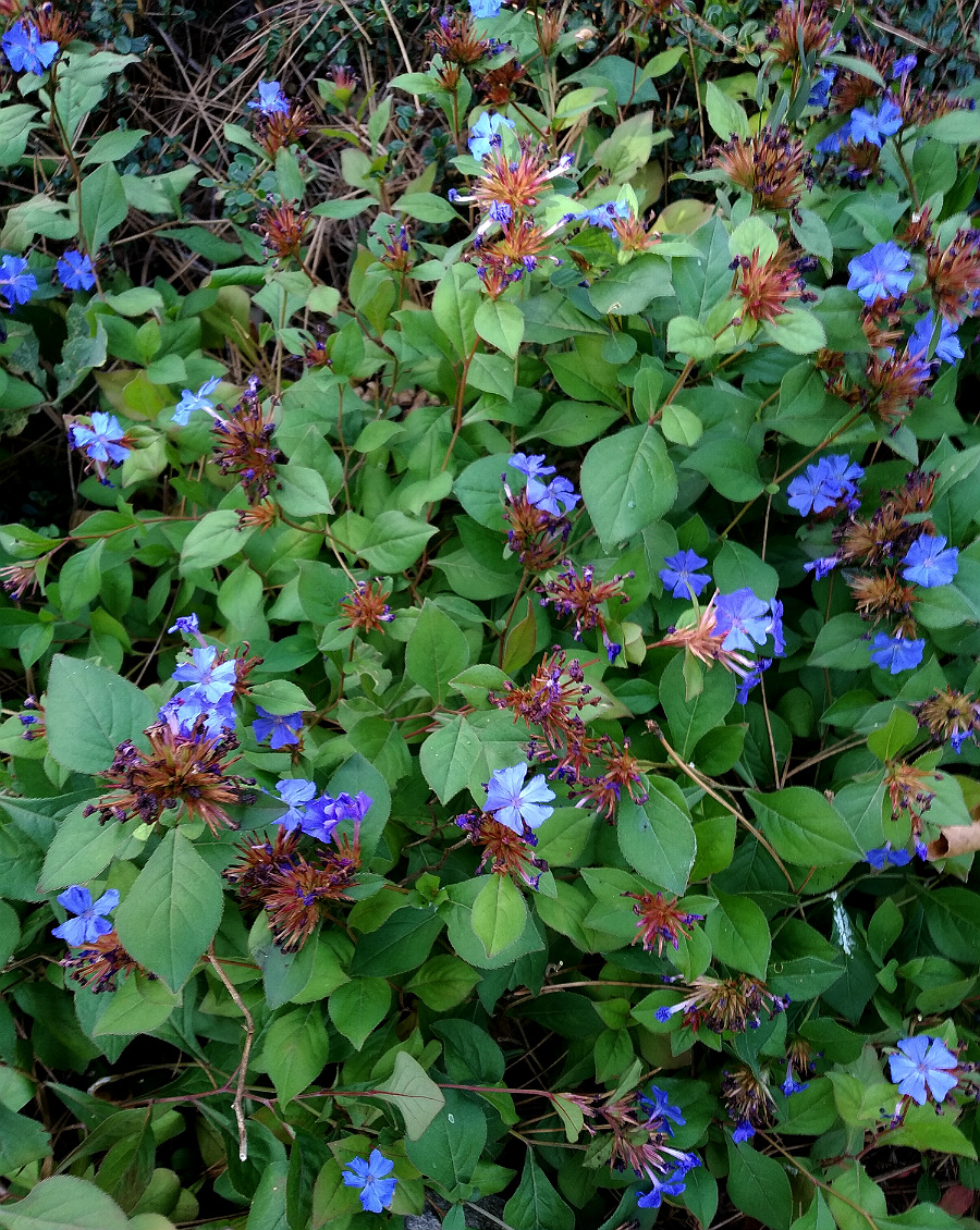 Изображение особи Ceratostigma plumbaginoides.