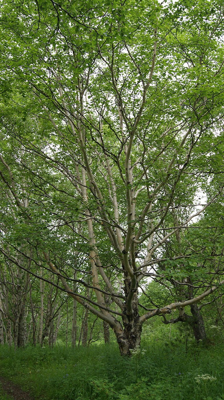 Изображение особи Betula ermanii.