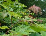 Filipendula camtschatica