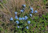 Eritrichium villosum