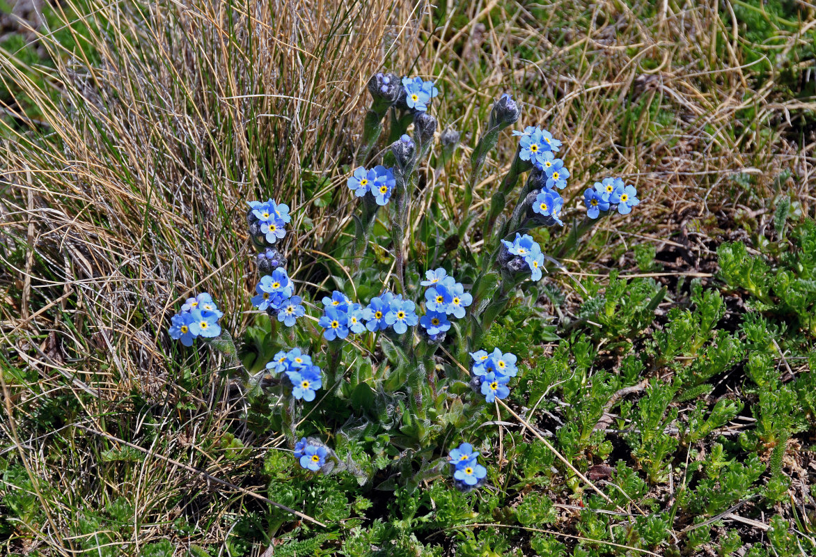 Image of Eritrichium villosum specimen.