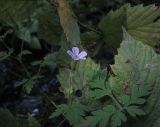 Geranium robertianum