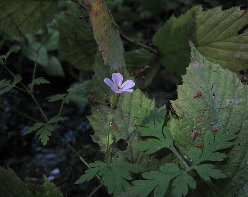 Image of Geranium robertianum specimen.