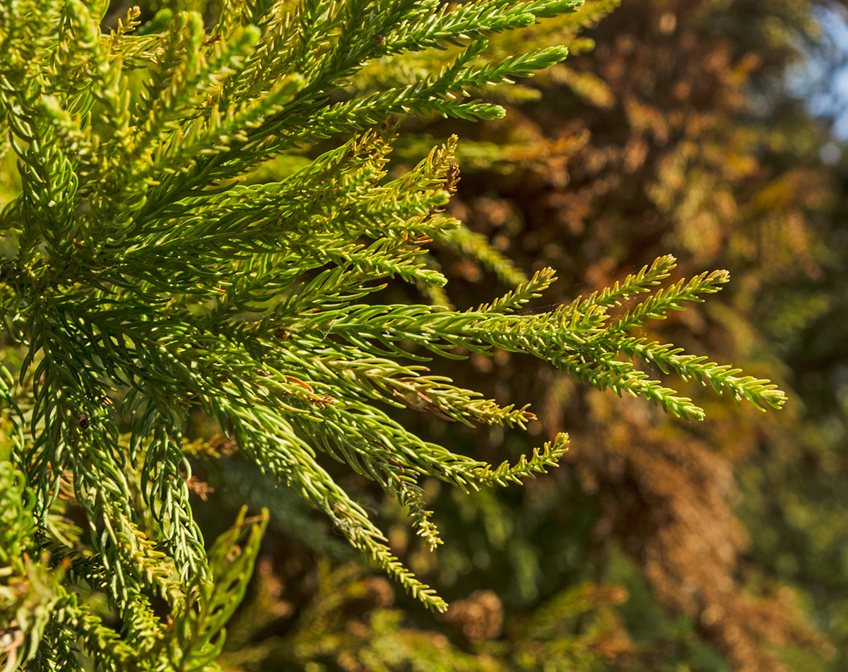 Изображение особи Cryptomeria japonica.