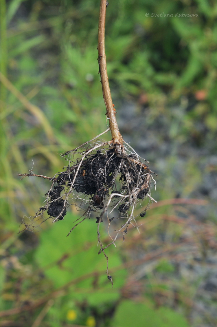 Изображение особи Epilobium pseudorubescens.