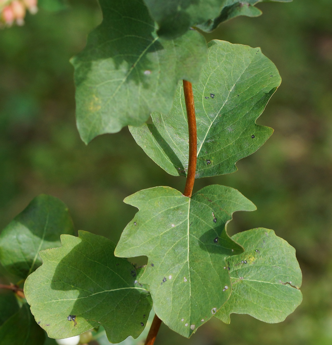 Image of Symphoricarpos albus var. laevigatus specimen.