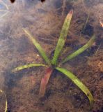 Nymphaea candida