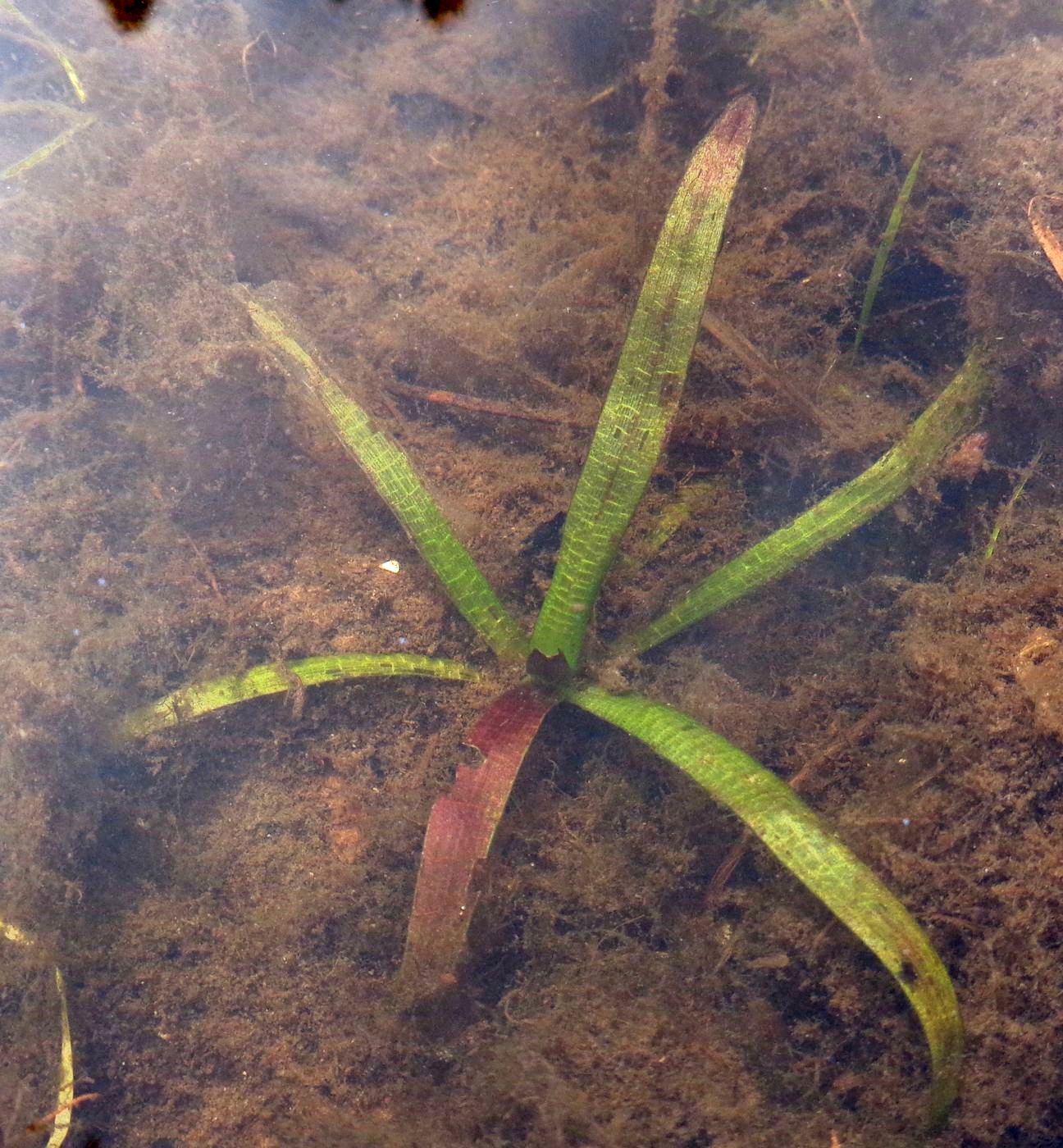 Изображение особи Nymphaea candida.