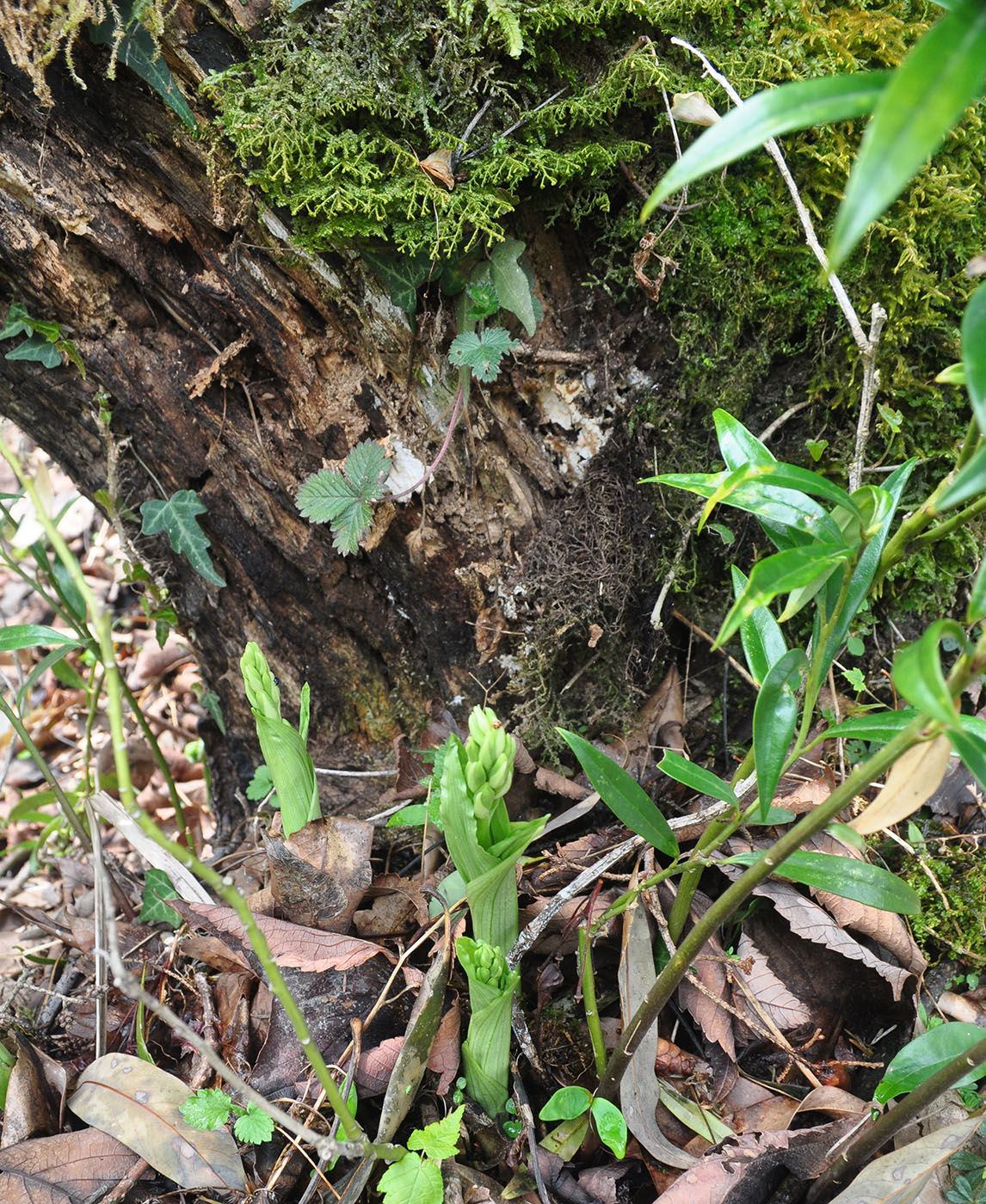 Image of Calanthe tricarinata specimen.