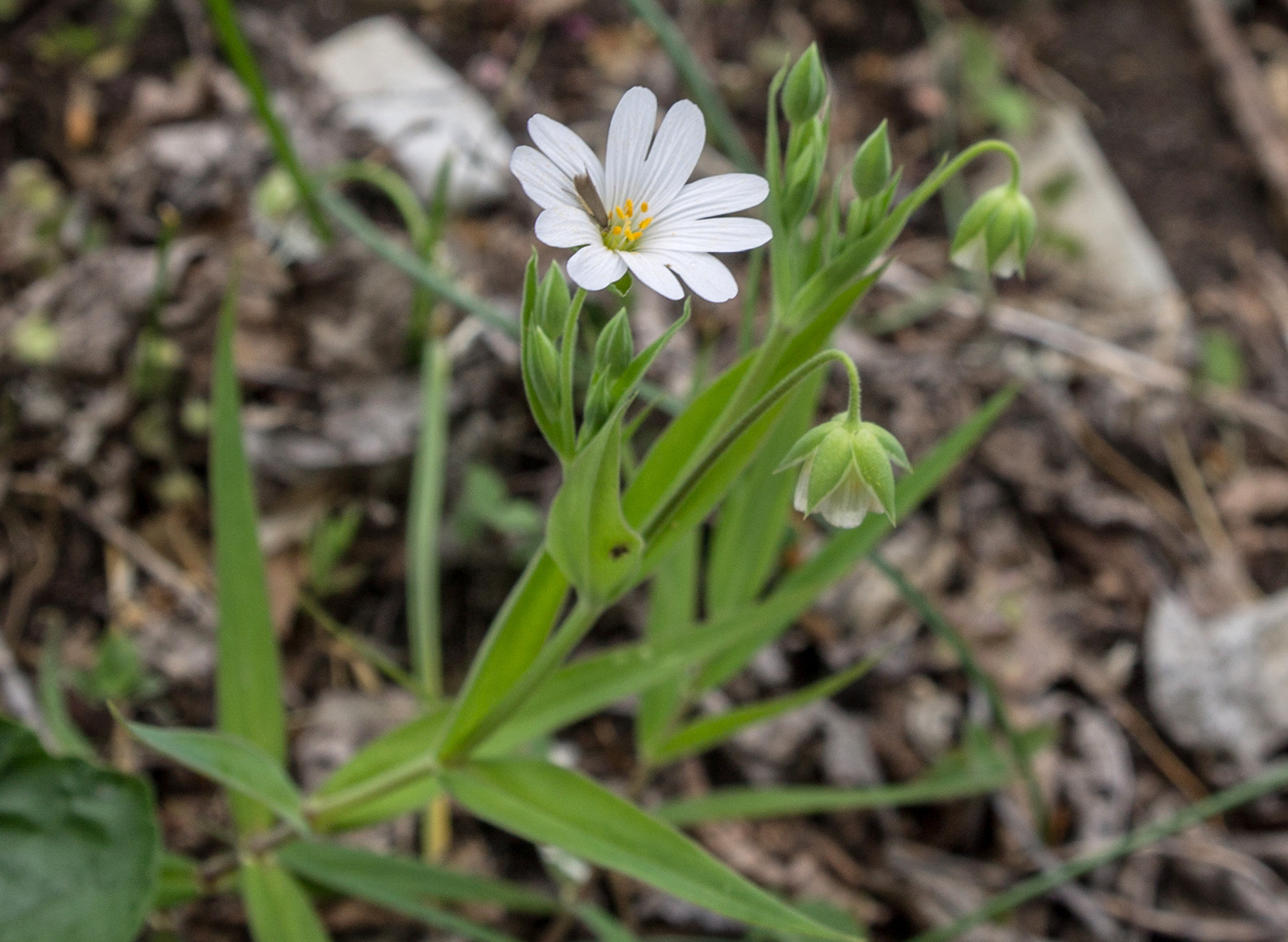 Image of Stellaria holostea specimen.