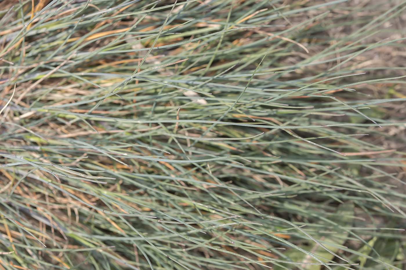 Image of Festuca callieri specimen.