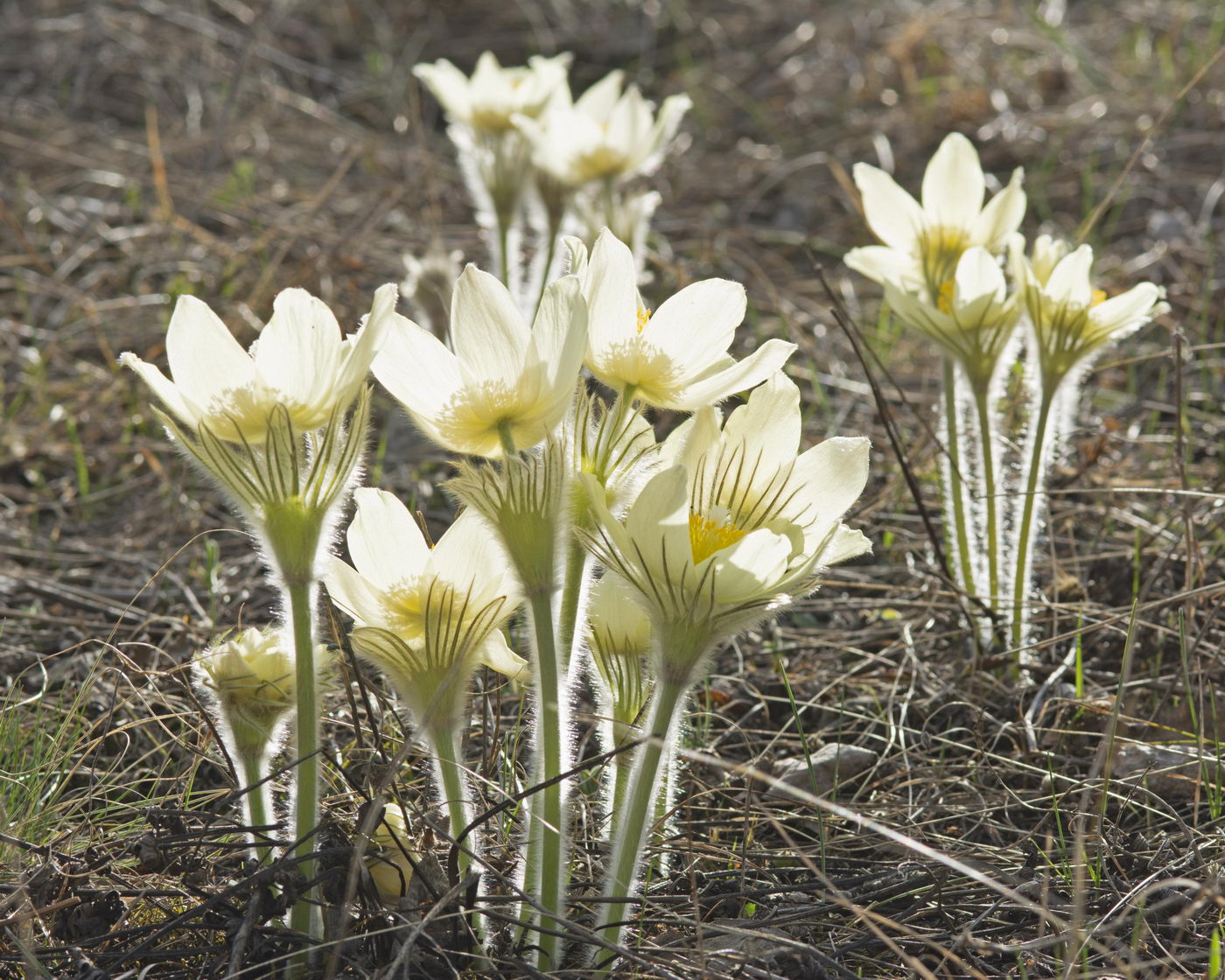 Изображение особи Pulsatilla uralensis.