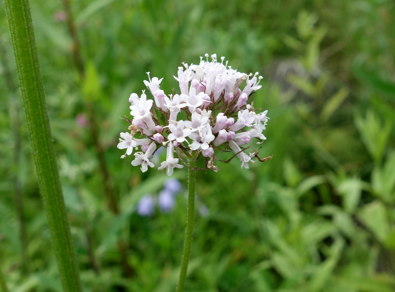 Изображение особи Valeriana amurensis.