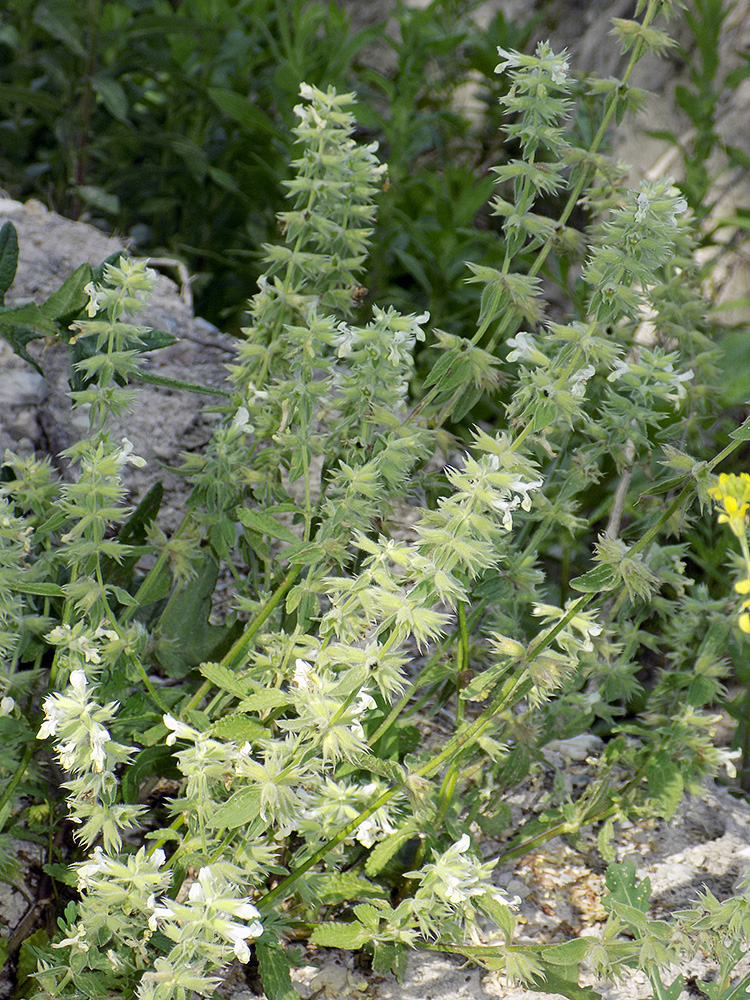 Изображение особи Stachys pubescens.