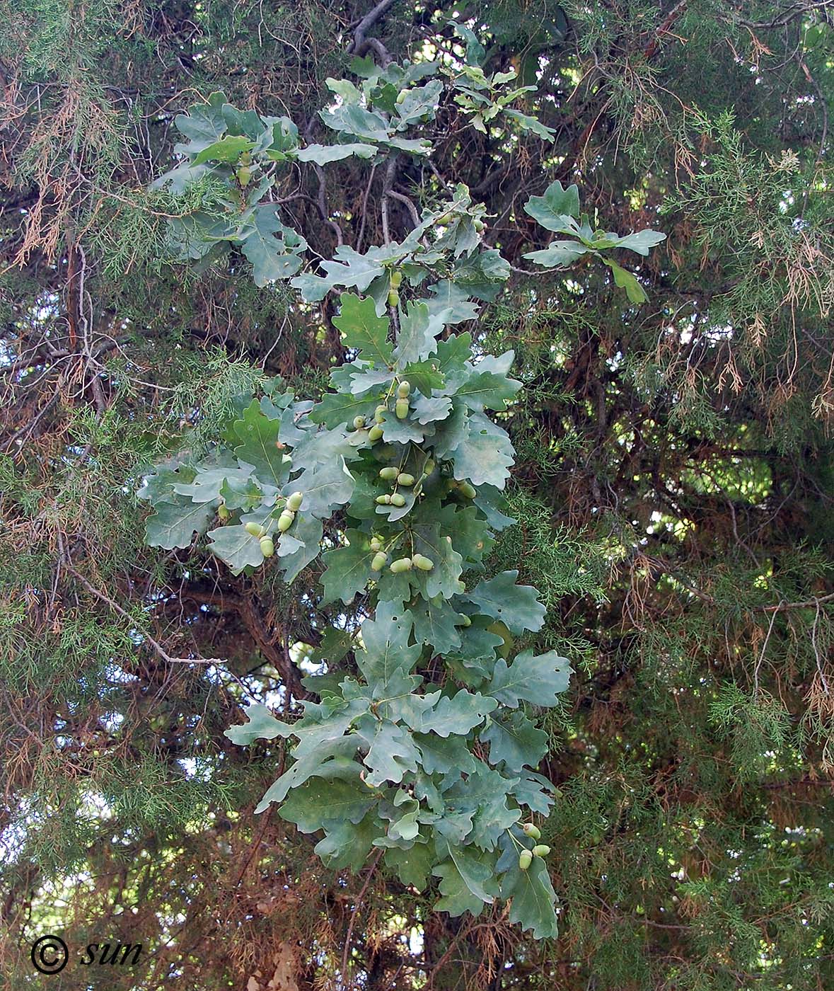 Image of Quercus robur specimen.