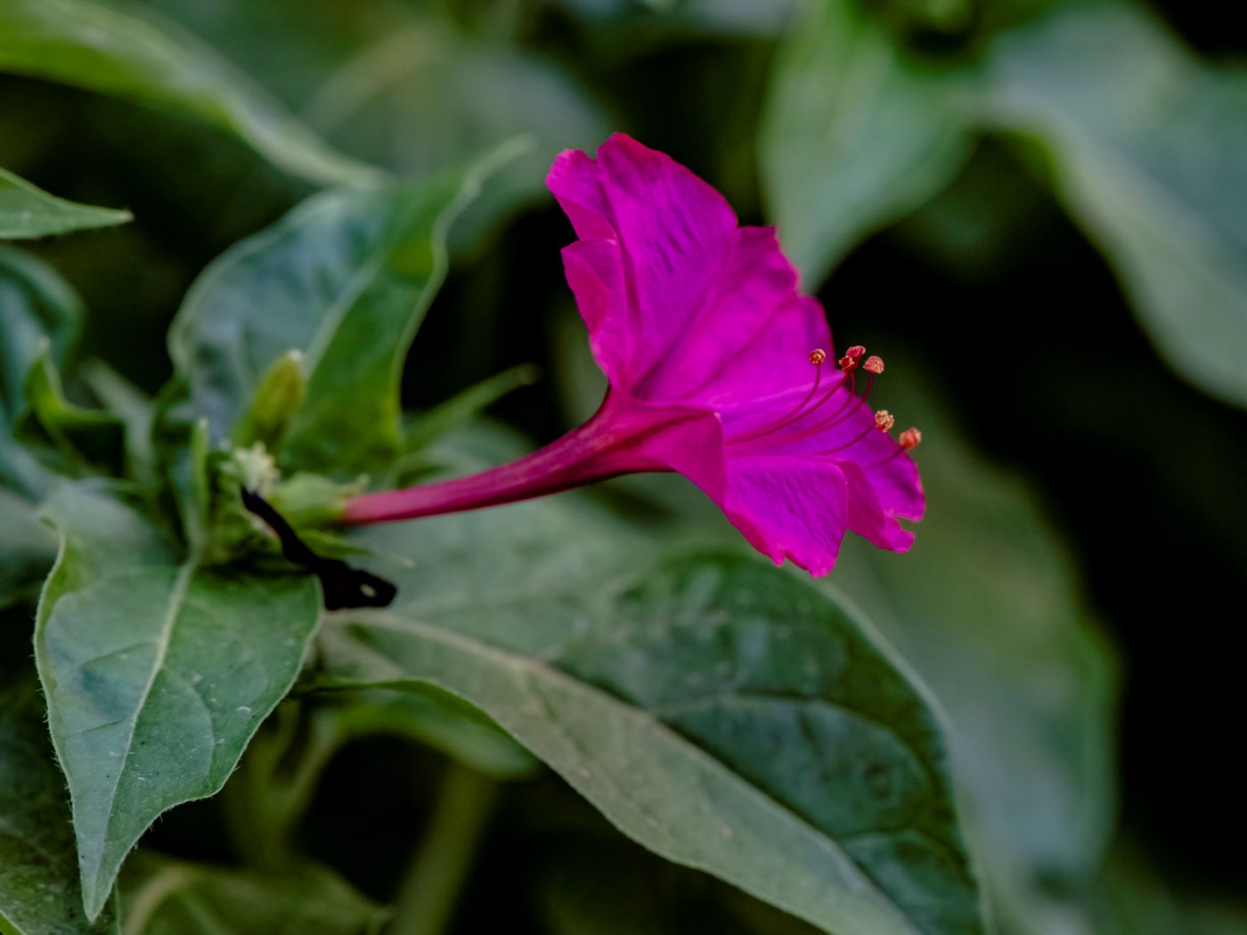 Изображение особи Mirabilis jalapa.