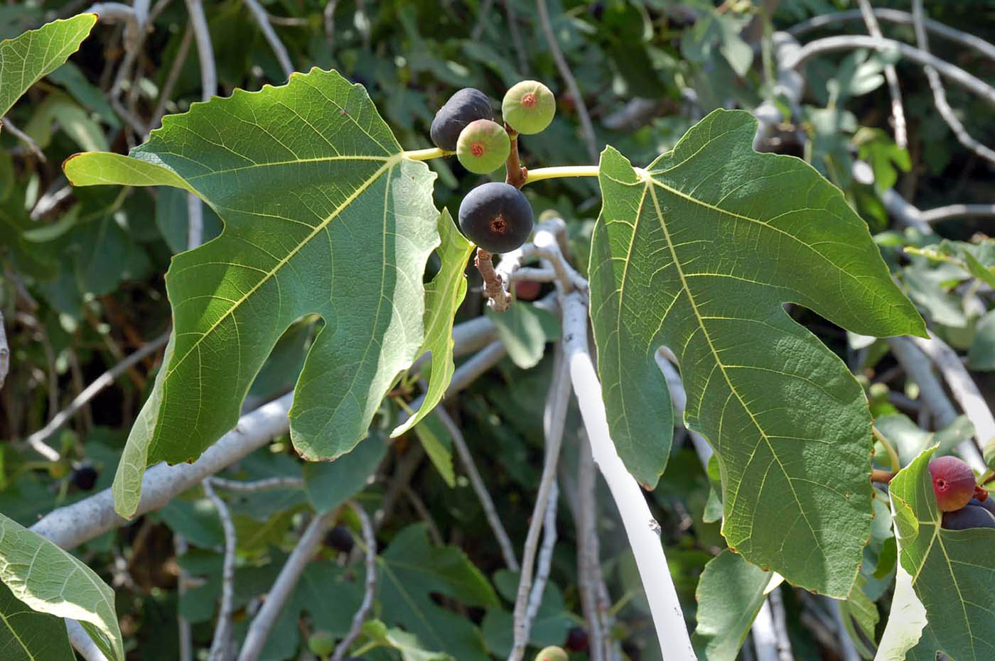 Изображение особи Ficus carica.