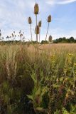 Dipsacus fullonum. Плодоносящее растение. Тульская обл, Узловский р-н, окр. пос. Дубовка, суходольный луг. 19 августа 2020 г.