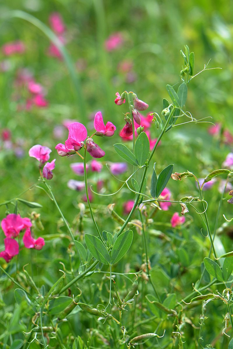 Image of Lathyrus tuberosus specimen.