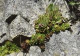 Sempervivum tectorum