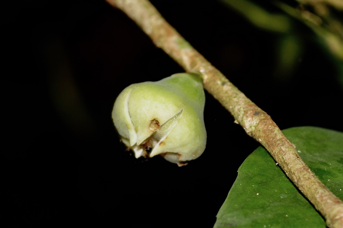 Image of Napoleonaea vogelii specimen.