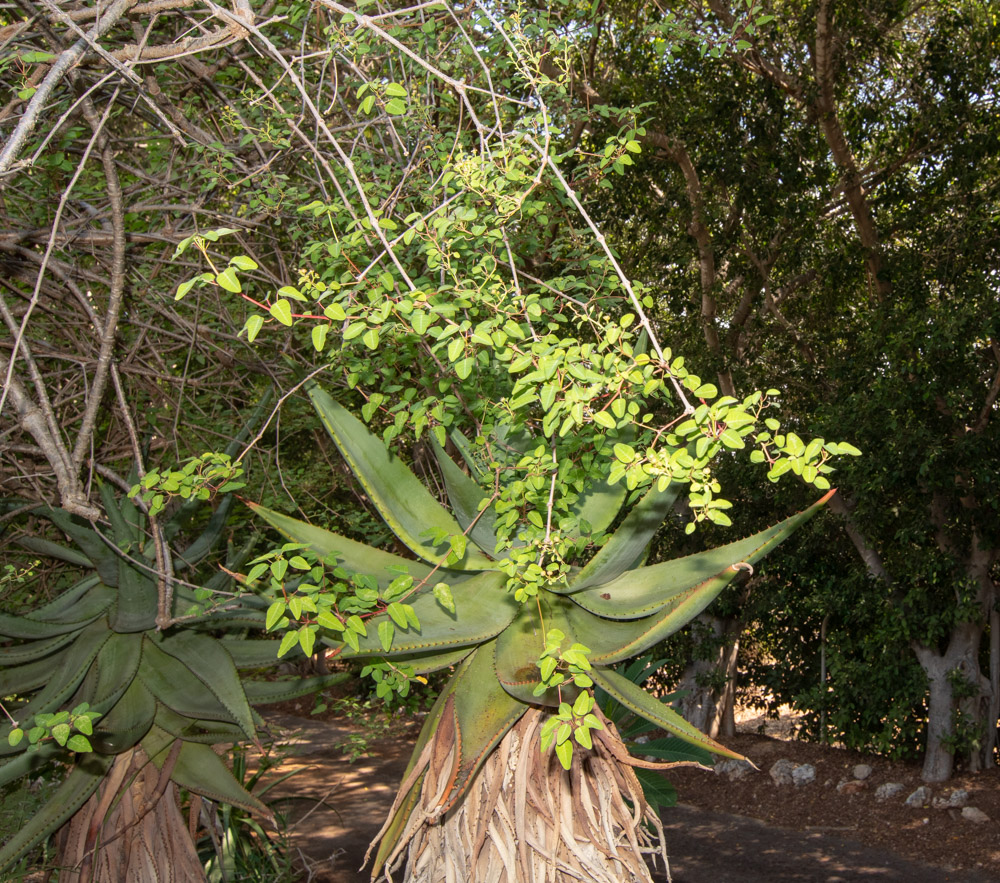 Изображение особи Euphorbia schlechtendalii.