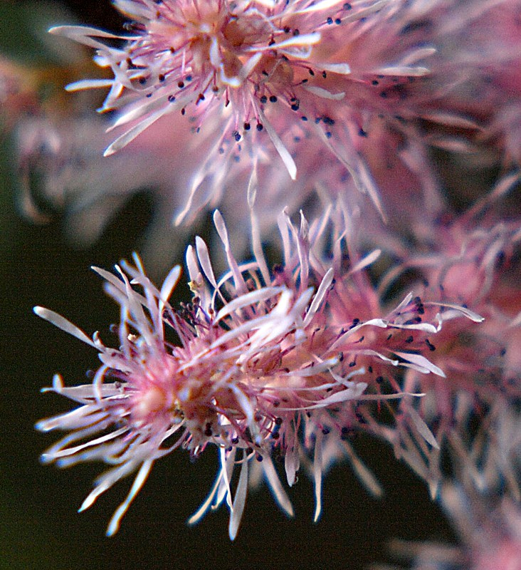 Изображение особи Astilbe chinensis.